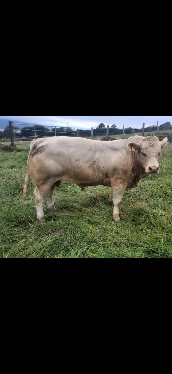 Charolais Bull - Image 4
