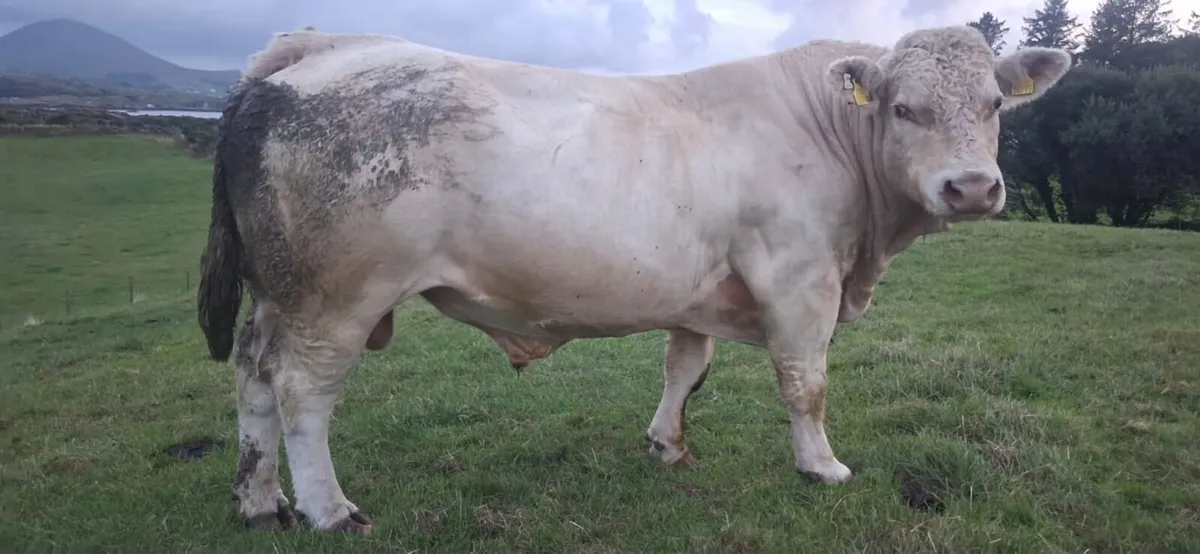 Charolais Bull - Image 1