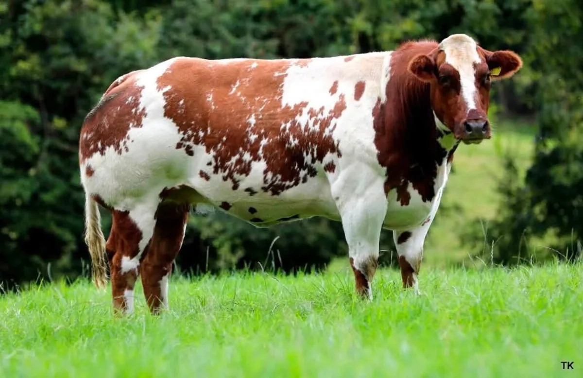 Mableview Premium Incalf Heifer Sale - Image 3