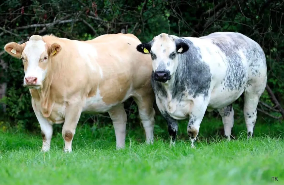 Mableview Premium Incalf Heifer Sale - Image 4