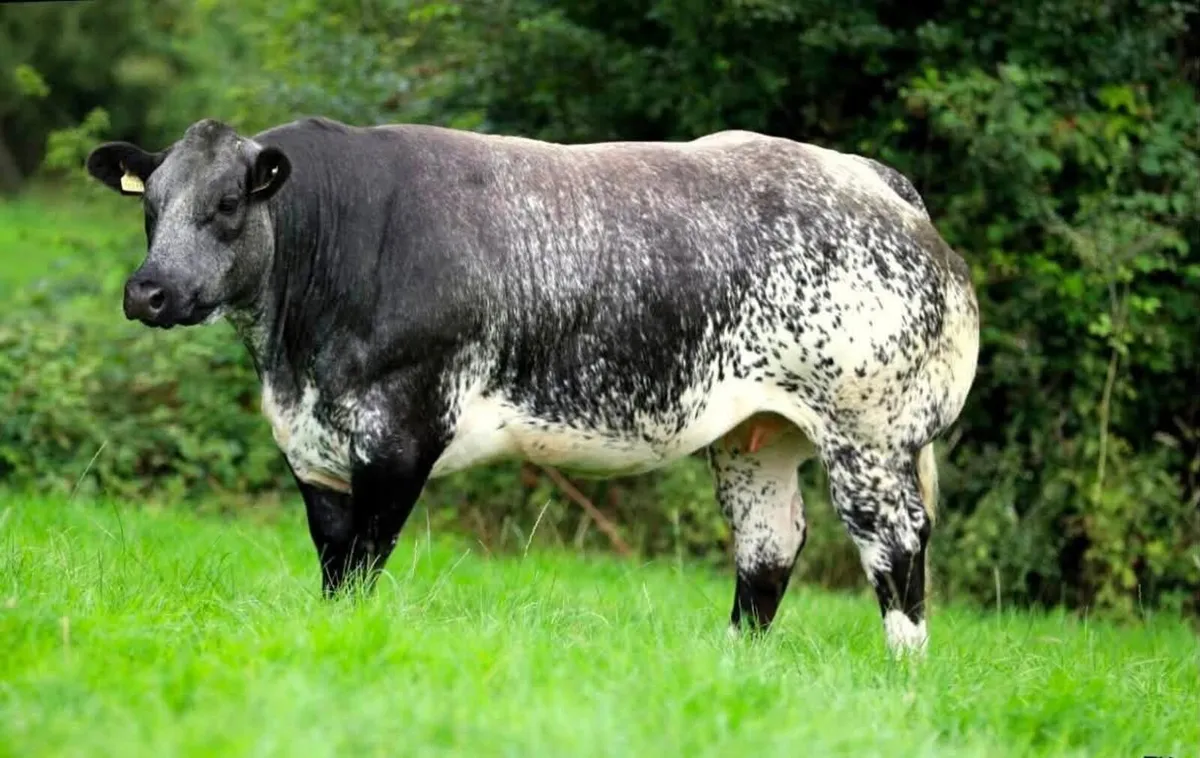 Mableview Premium Incalf Heifer Sale - Image 1