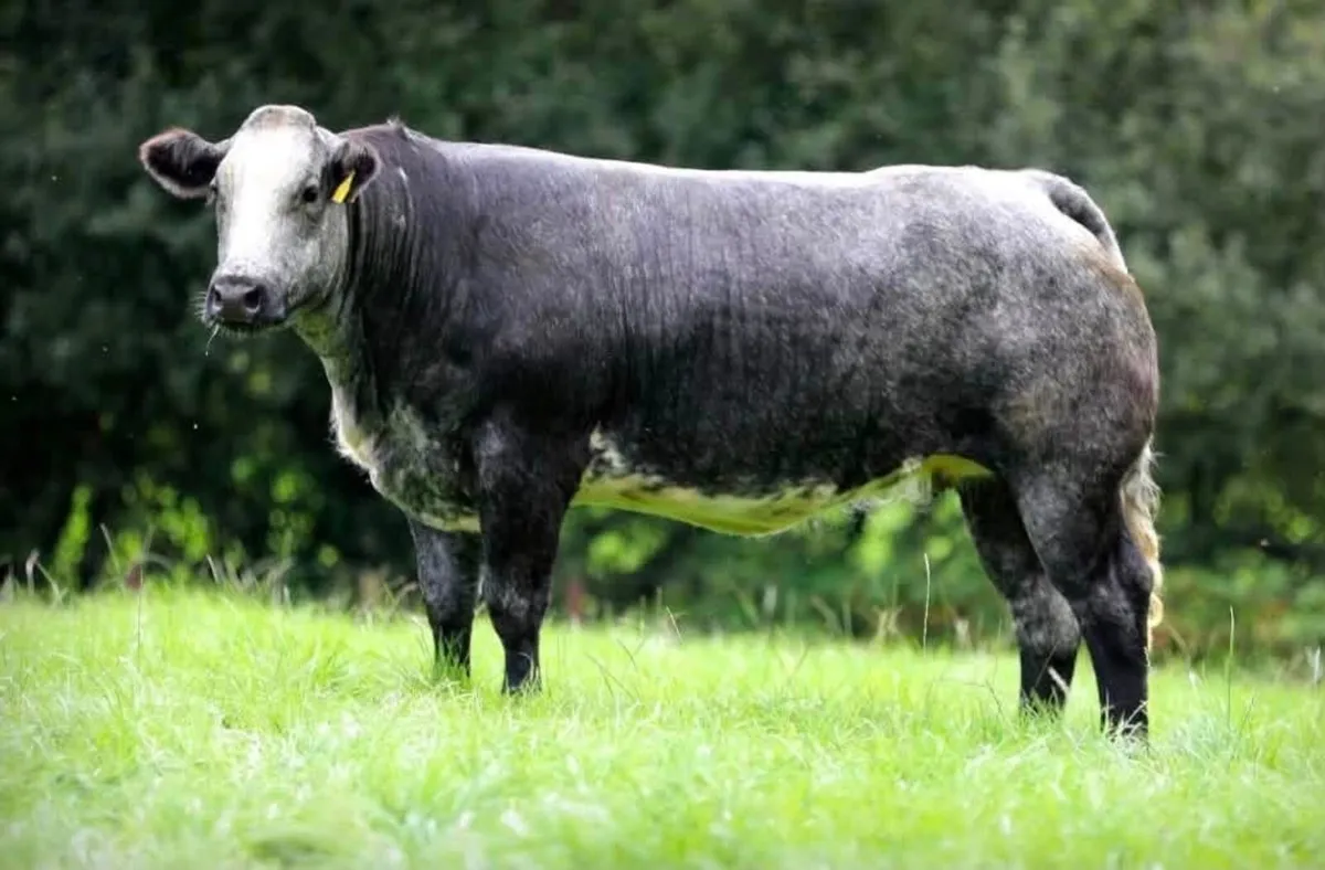 Mableview Premium Incalf Heifer Sale - Image 2