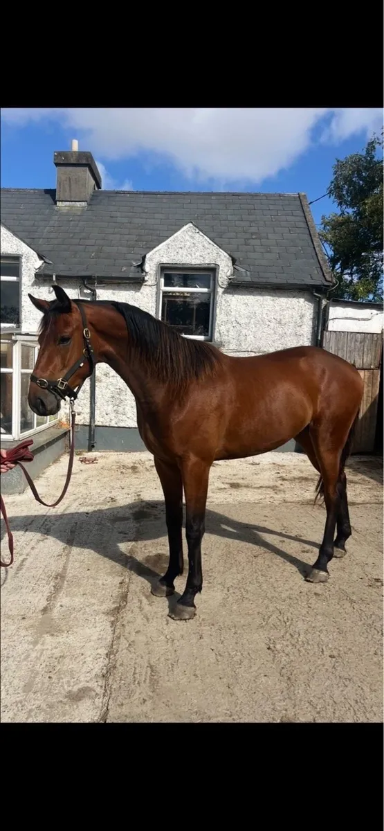 HHS cornet 3yr old gelding - Image 1
