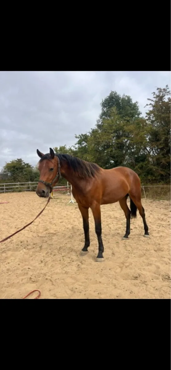 HHS cornet 3yr old gelding - Image 2