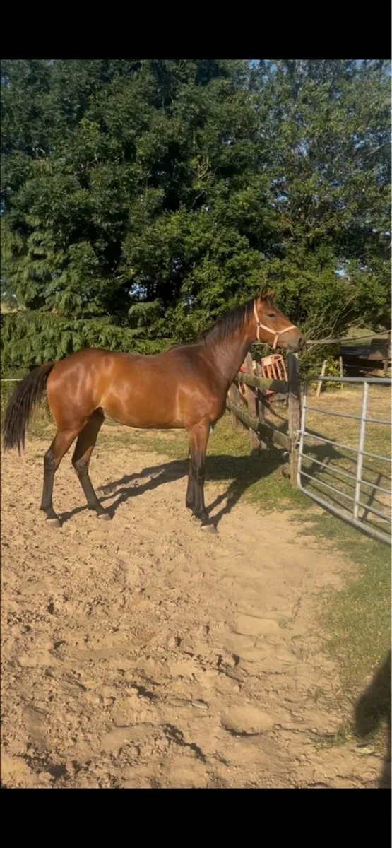 HHS cornet 3yr old gelding - Image 3