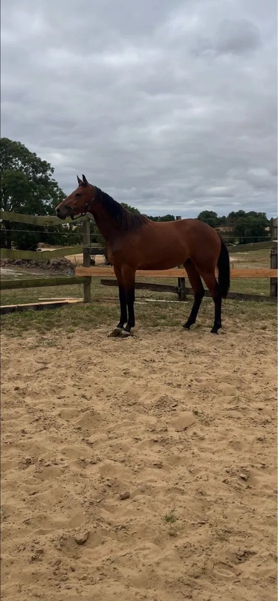 HHS cornet 3yr old gelding - Image 4