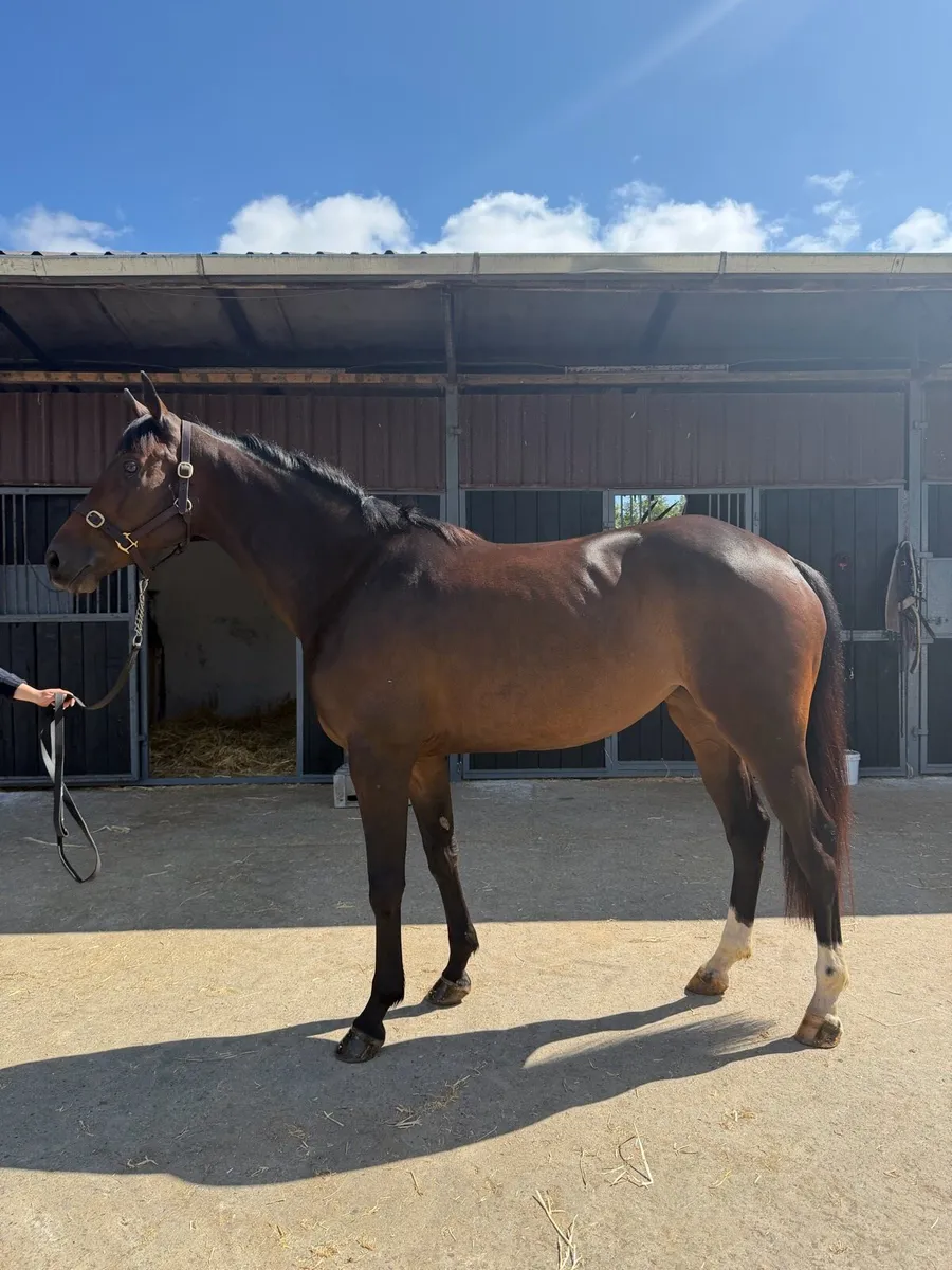 4YO Mare - Image 4