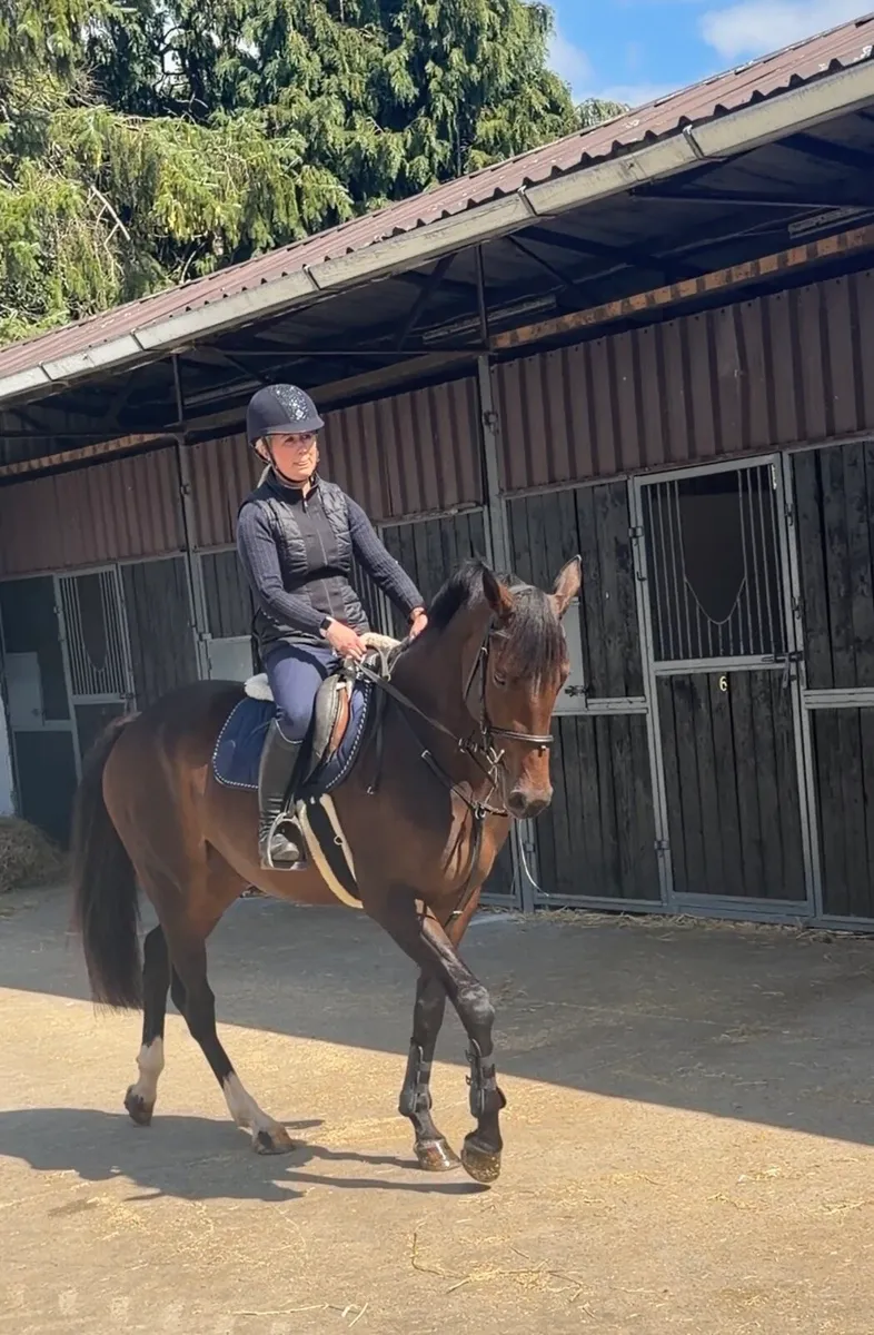 4YO Mare - Image 2