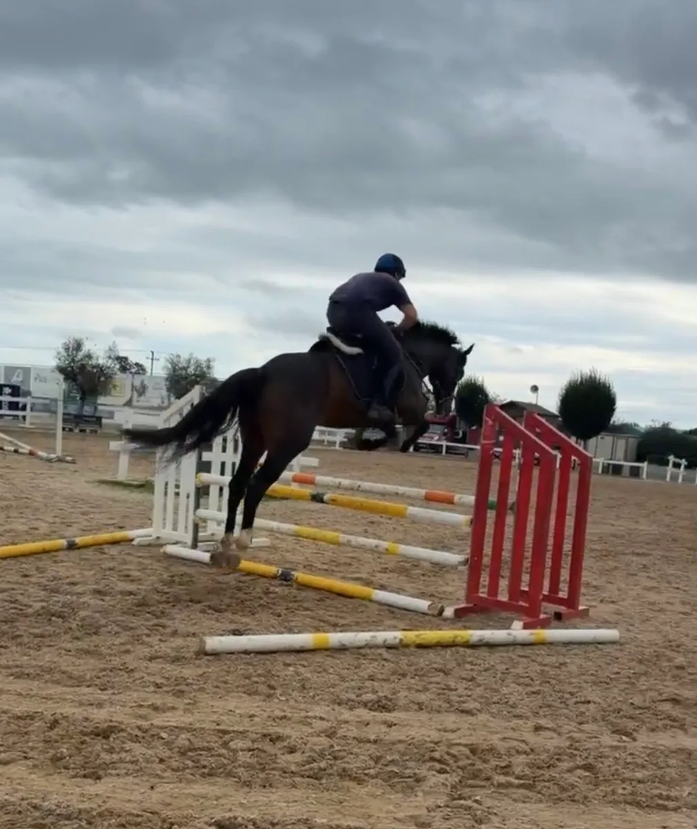 4YO Mare - Image 1
