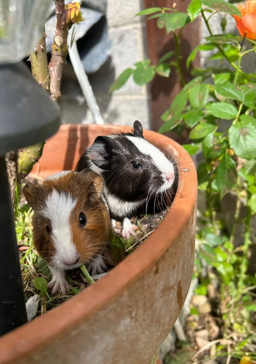 Guinea Pigs in Limerick City - Image 1