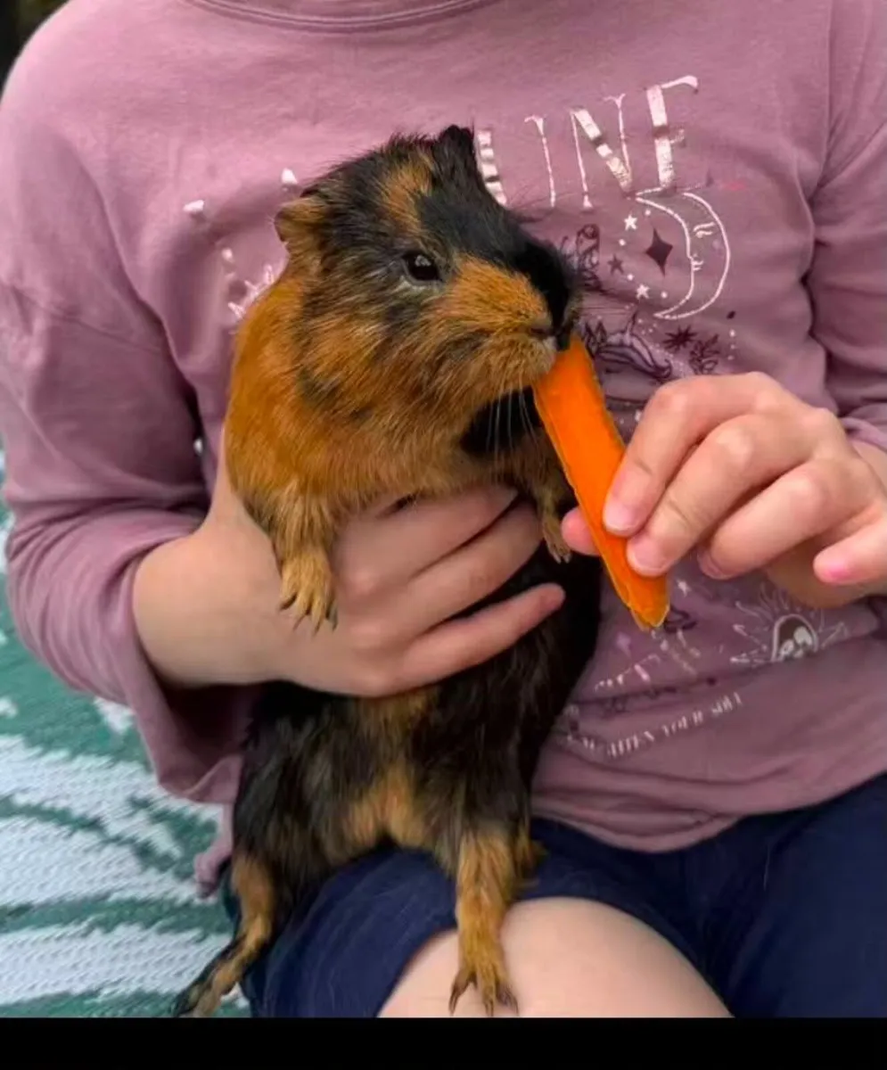 Guinea Pigs in Limerick City - Image 2
