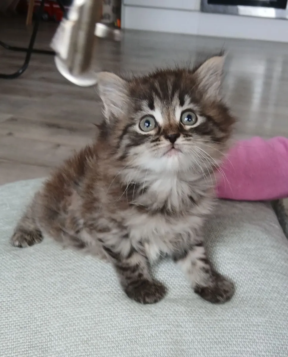 Maine coon cross Kitten - Image 1