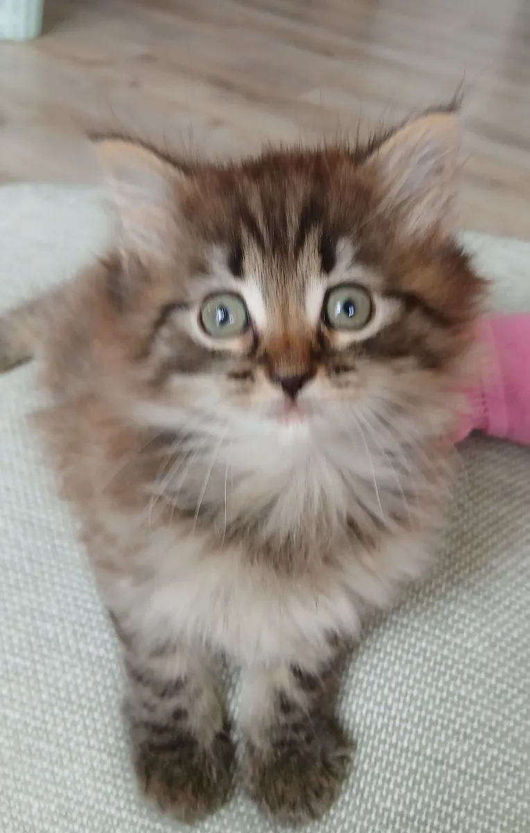 Maine coon cross Kitten - Image 2