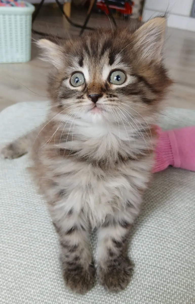 Maine coon cross Kitten - Image 3
