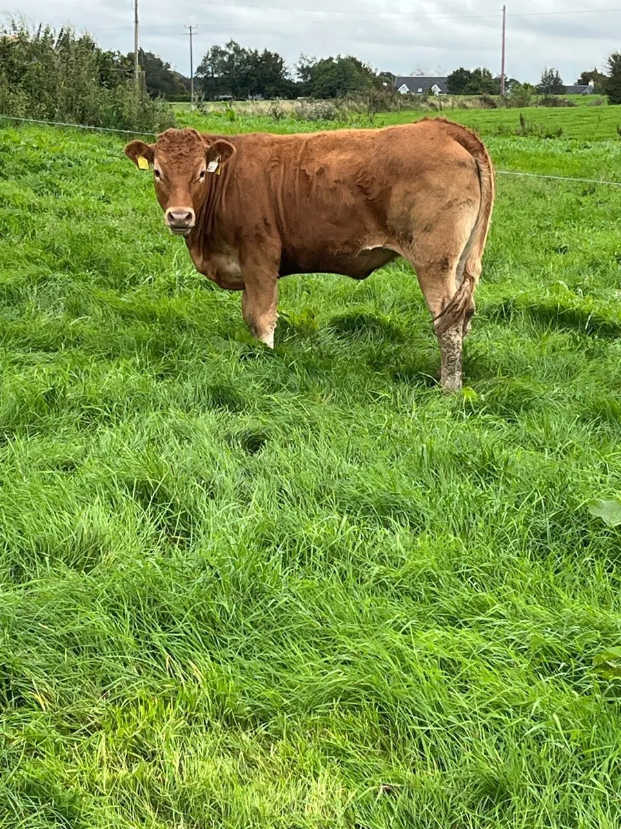 Heifers limo - Image 3