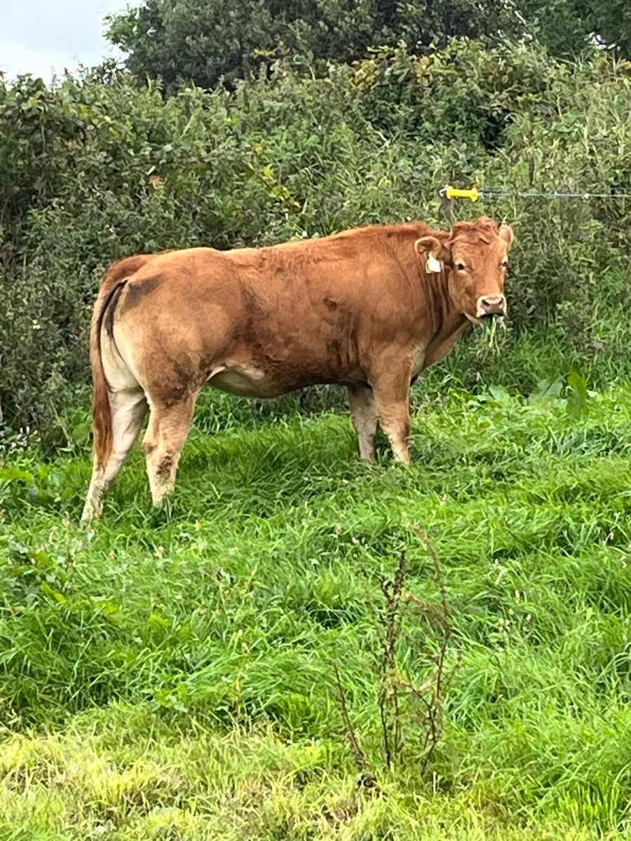 Heifers limo - Image 1