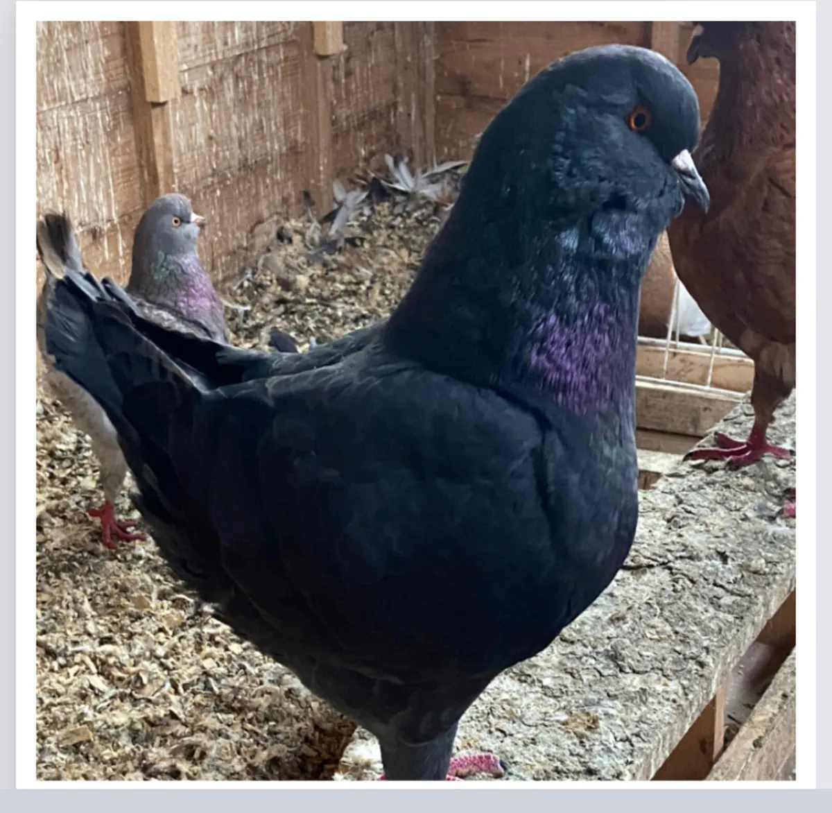 King Pigeons - Image 4