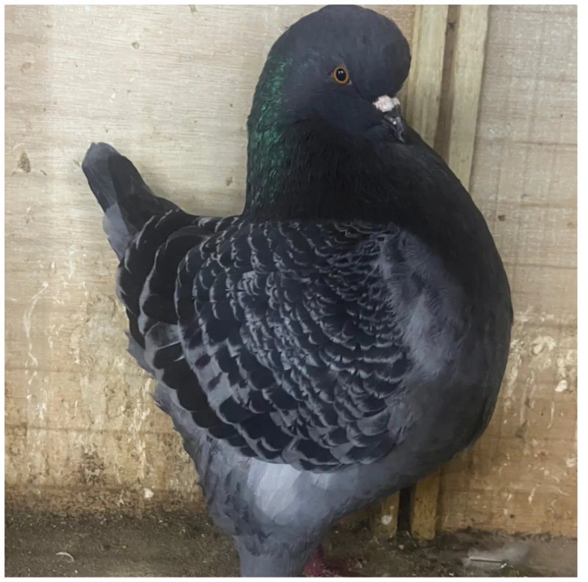 King Pigeons - Image 1