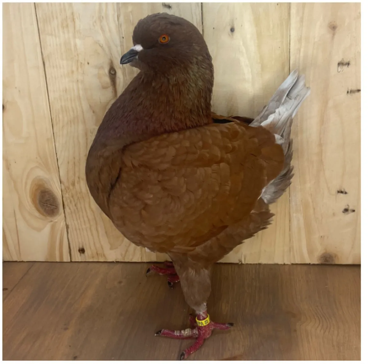 King Pigeons - Image 2
