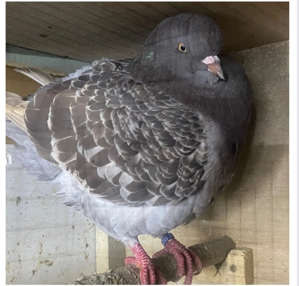King Pigeons - Image 3