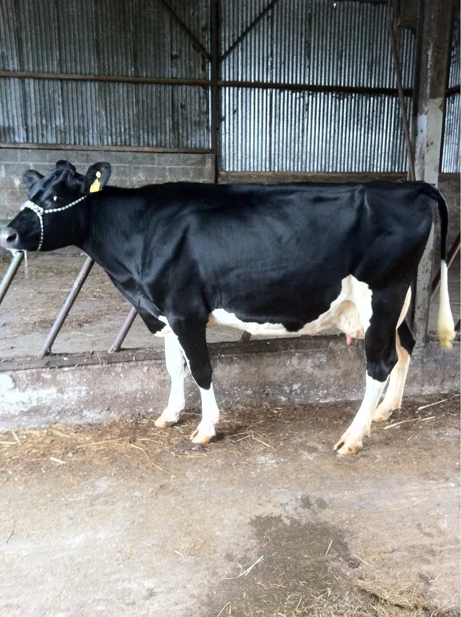Cows