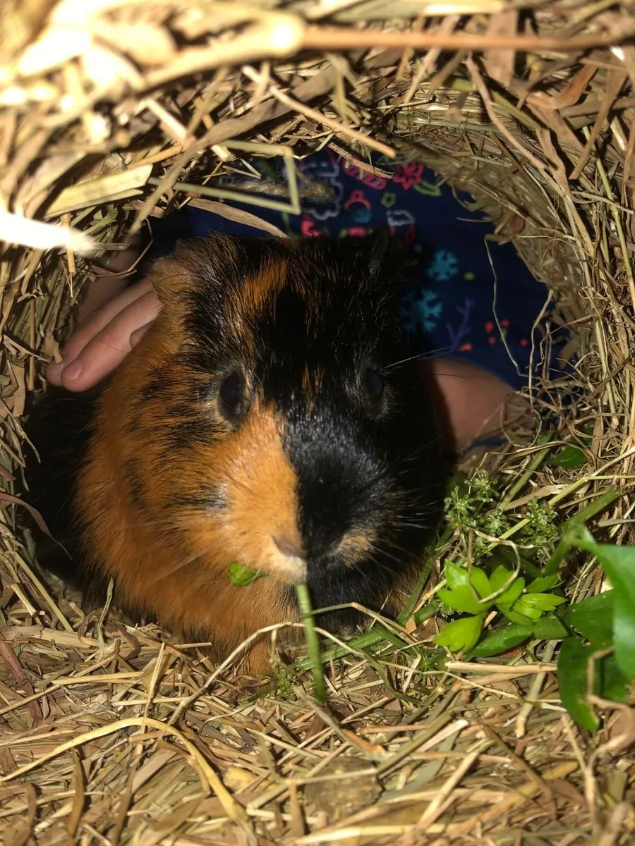 Guinea Pigs in Limerick City - Image 3