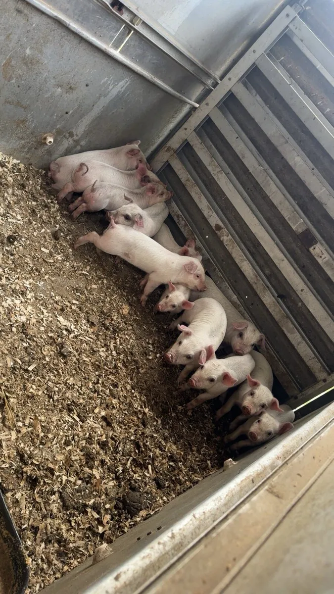 Piglets