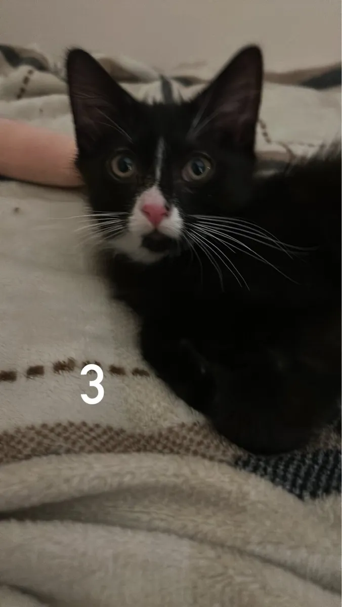 Kitten - Image 3