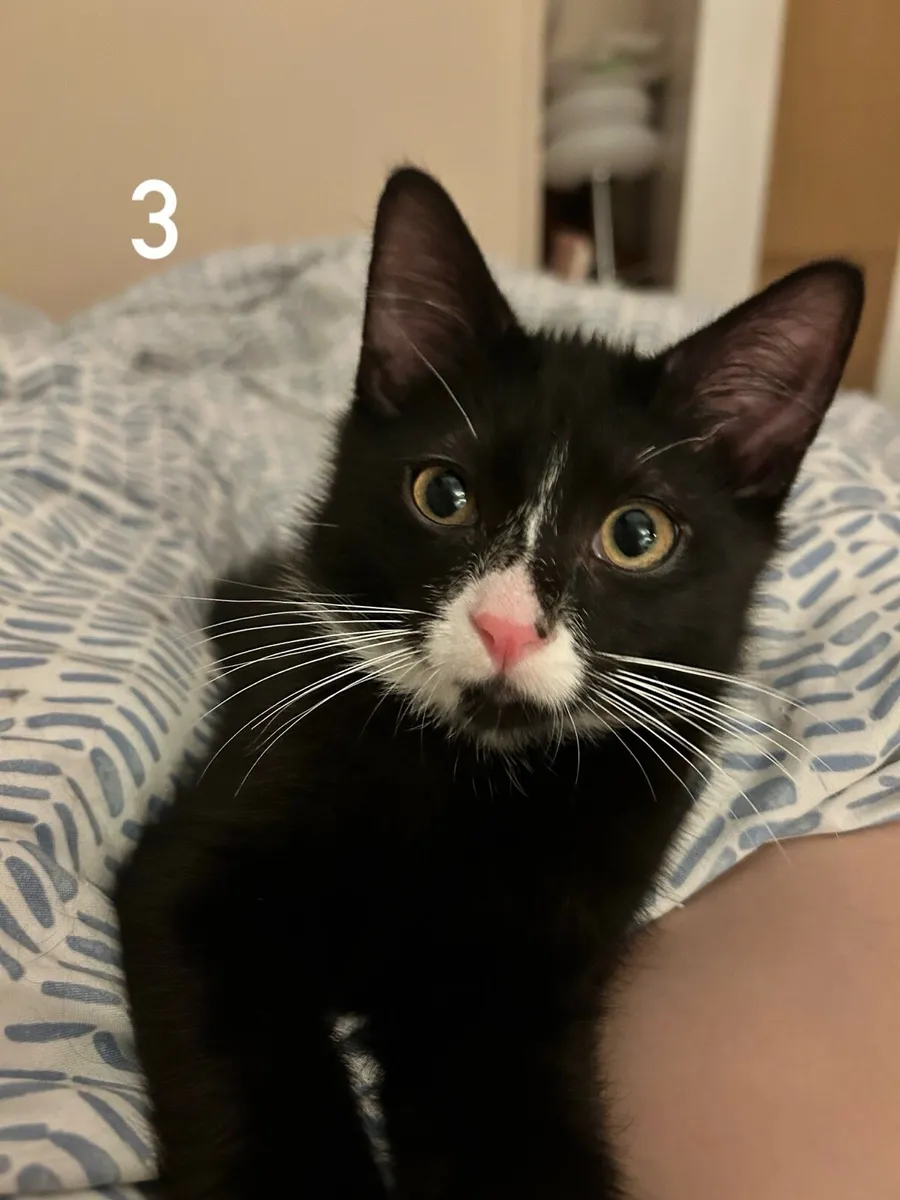 Kitten - Image 1