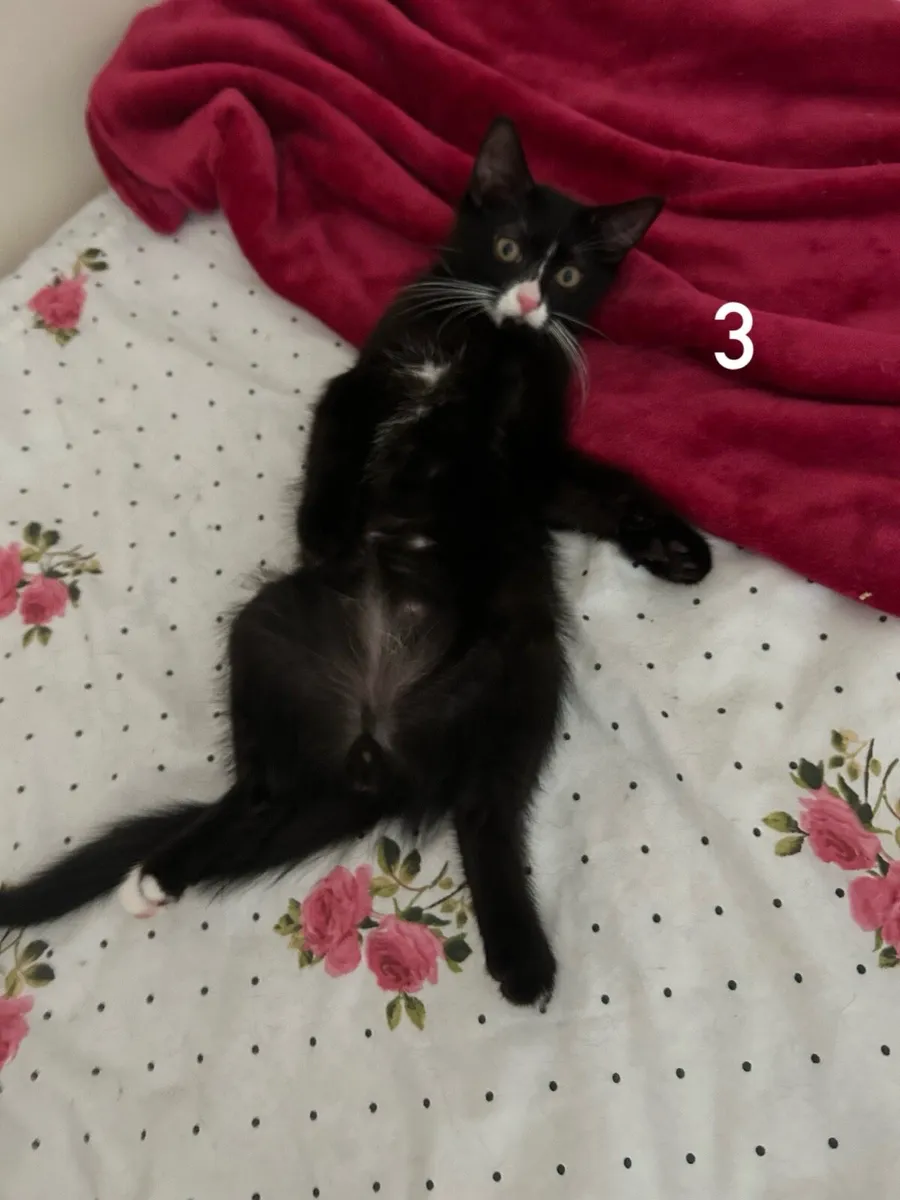 Kitten - Image 2