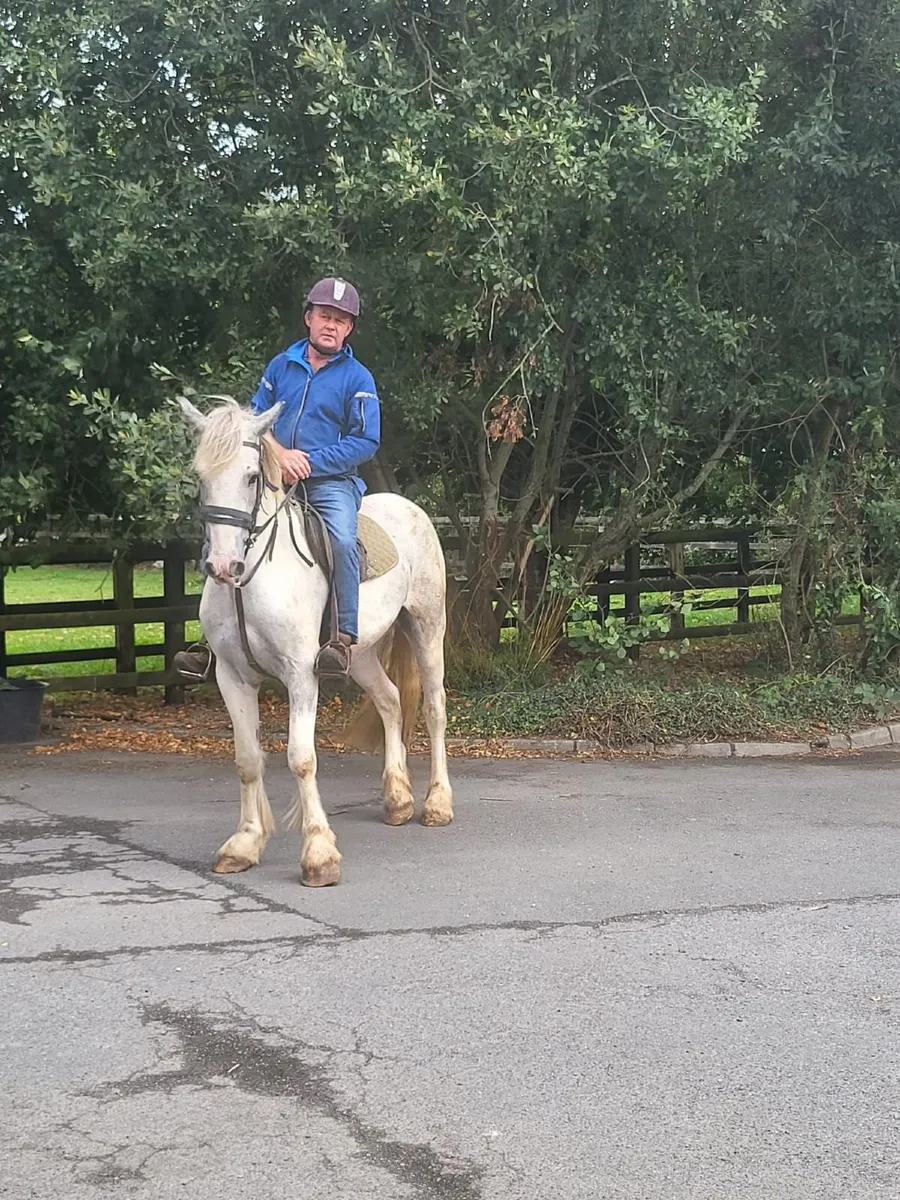 Blue and white gelding super type - Image 1