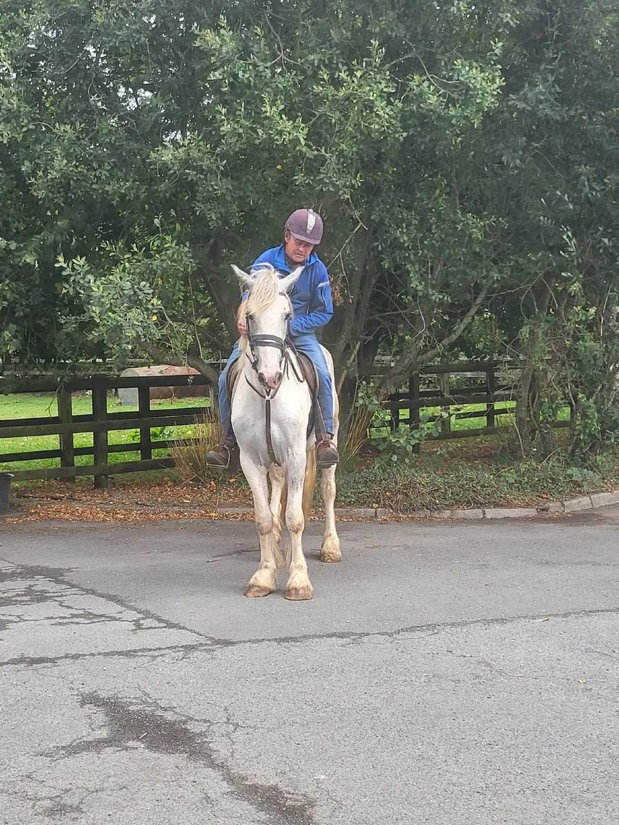 Blue and white gelding super type - Image 2