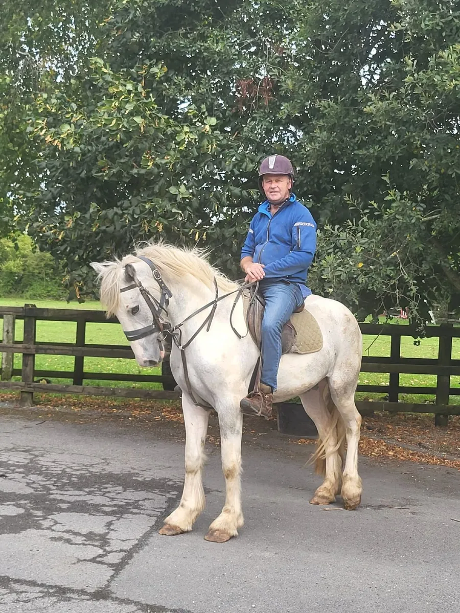 Blue and white gelding super type - Image 3