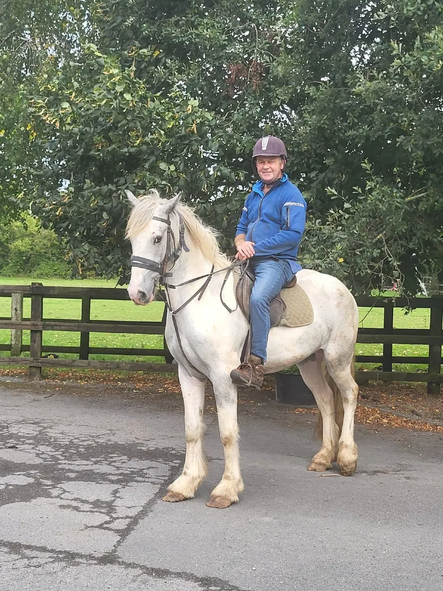 Blue and white gelding super type - Image 4