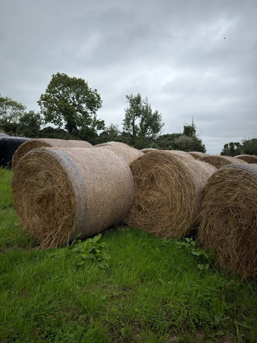 Rough Hay / Rushes - Image 1