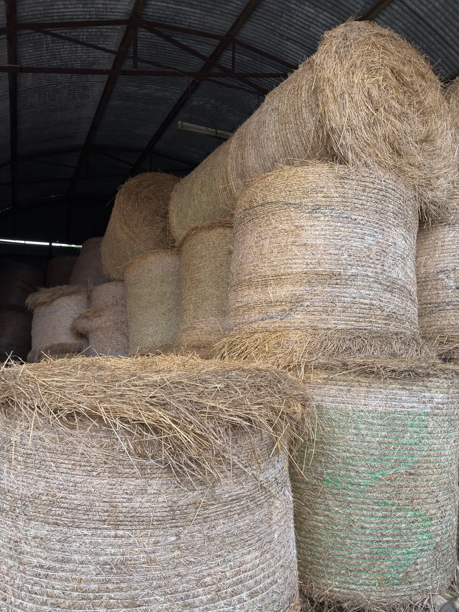 Rough Hay / Rushes - Image 2