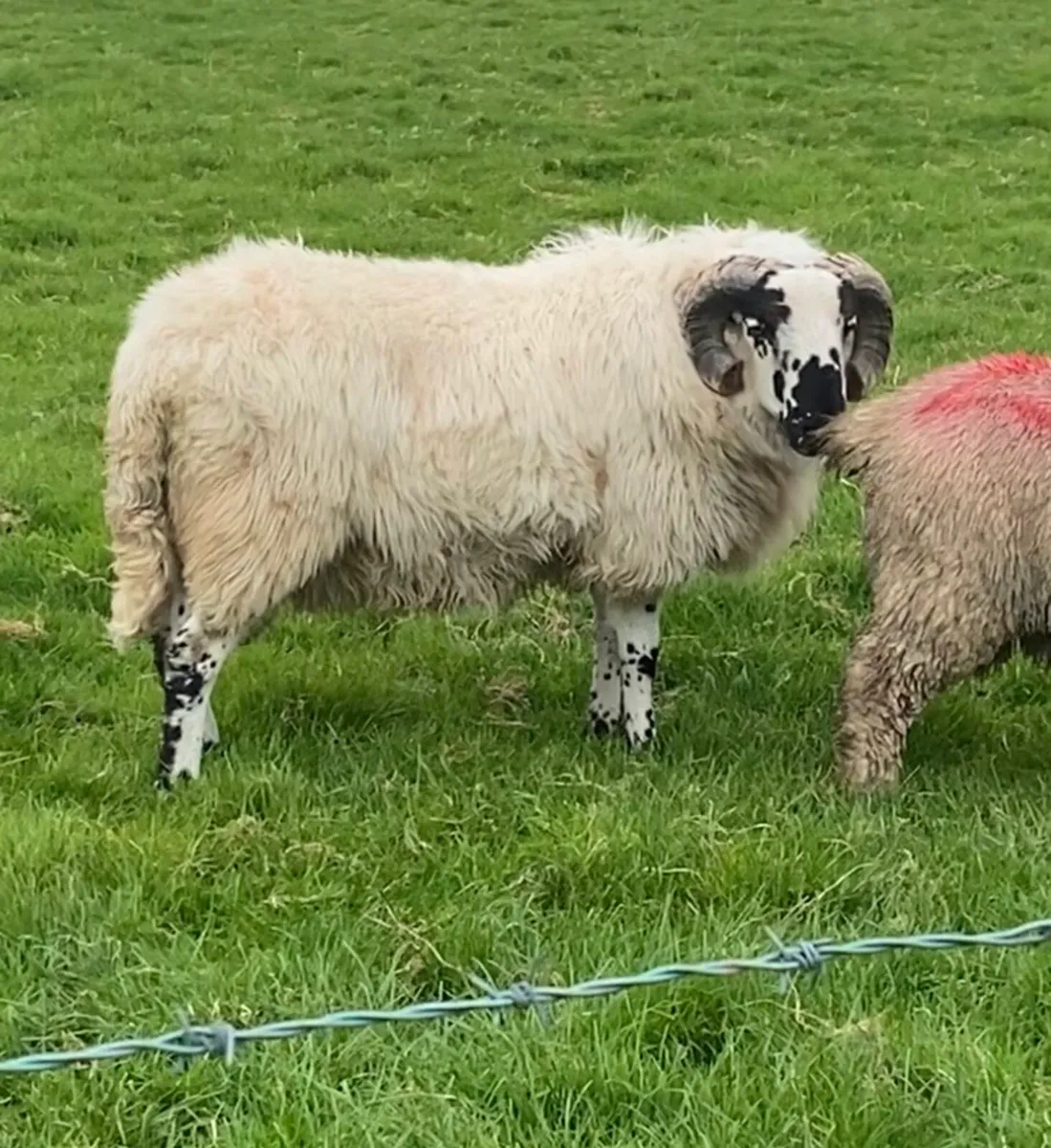 SIS Approved West Kerry Scotch Ram