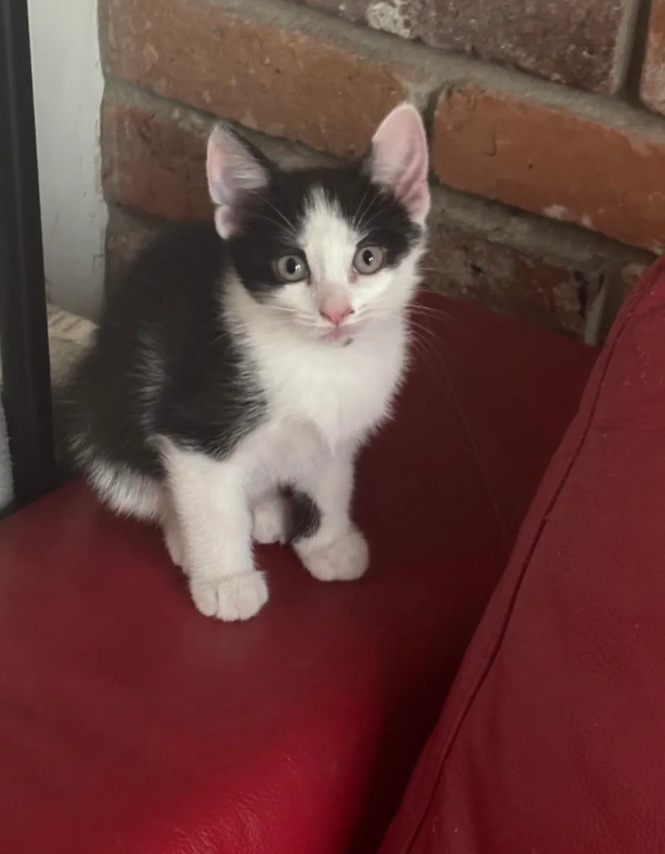 Kitten - Image 1