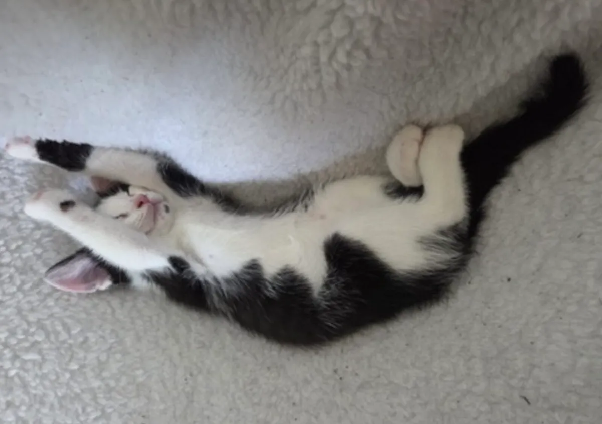 Kitten - Image 2