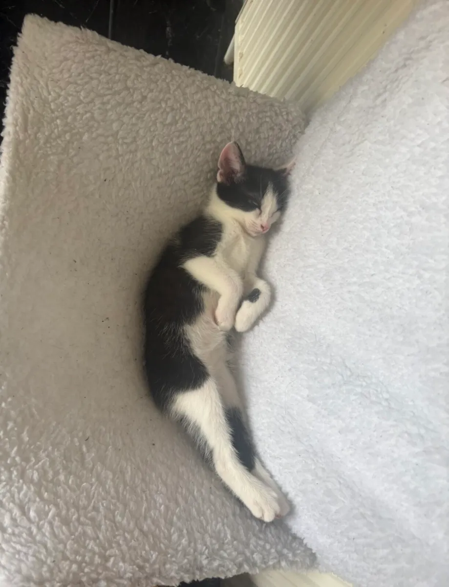 Kitten - Image 3