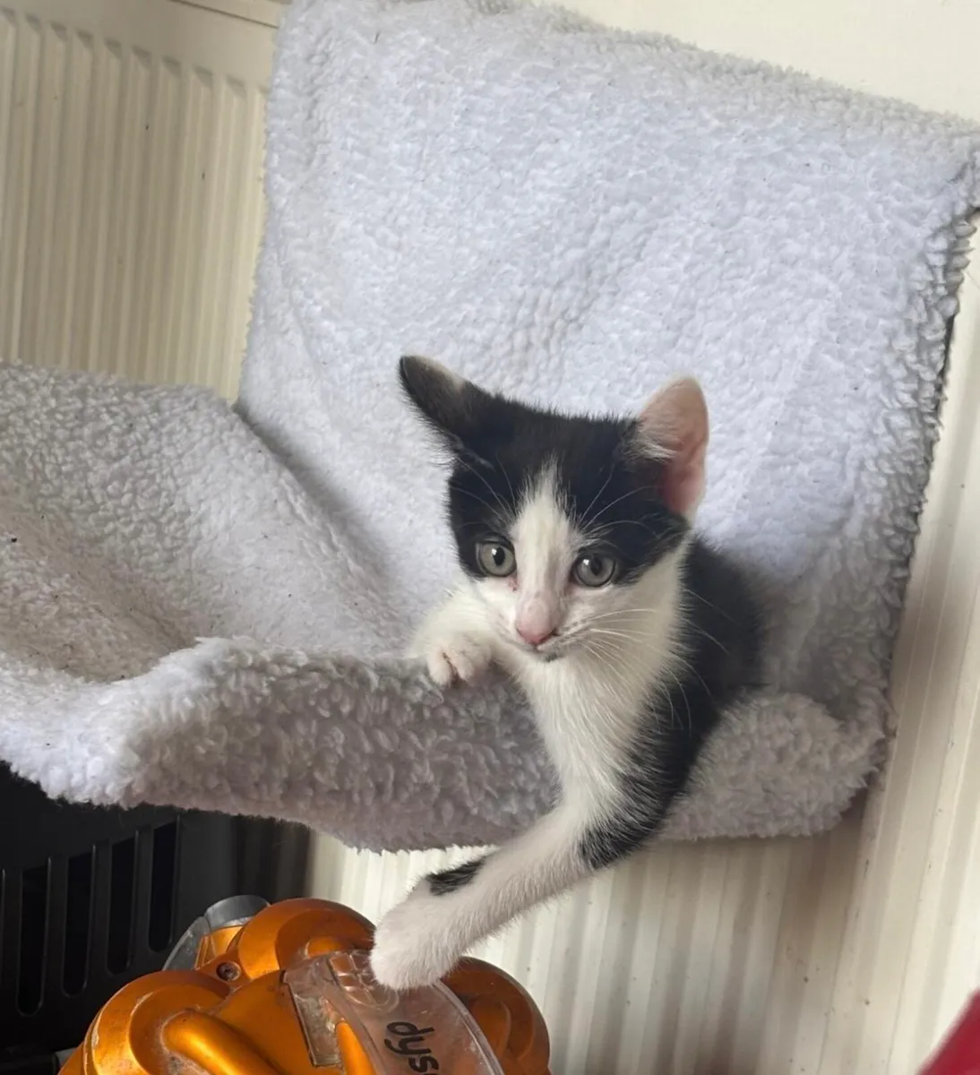 Kitten - Image 4