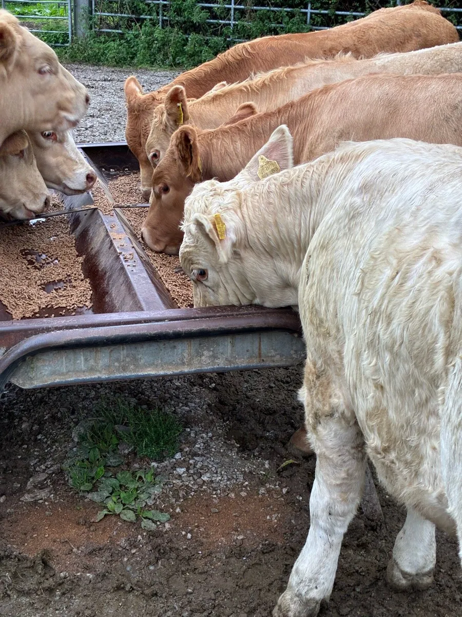SUPER QUALITY CH/LIM BULL WEANLINGS 300KG - Image 2