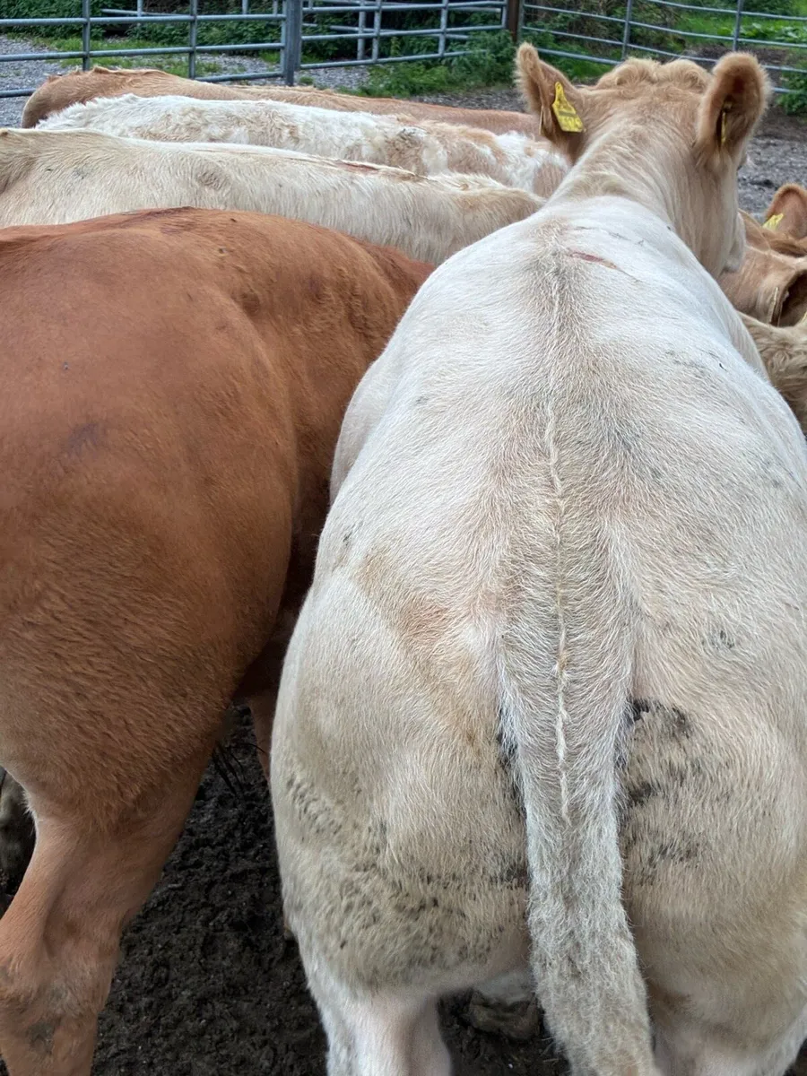 SUPER QUALITY CH/LIM BULL WEANLINGS 300KG - Image 3