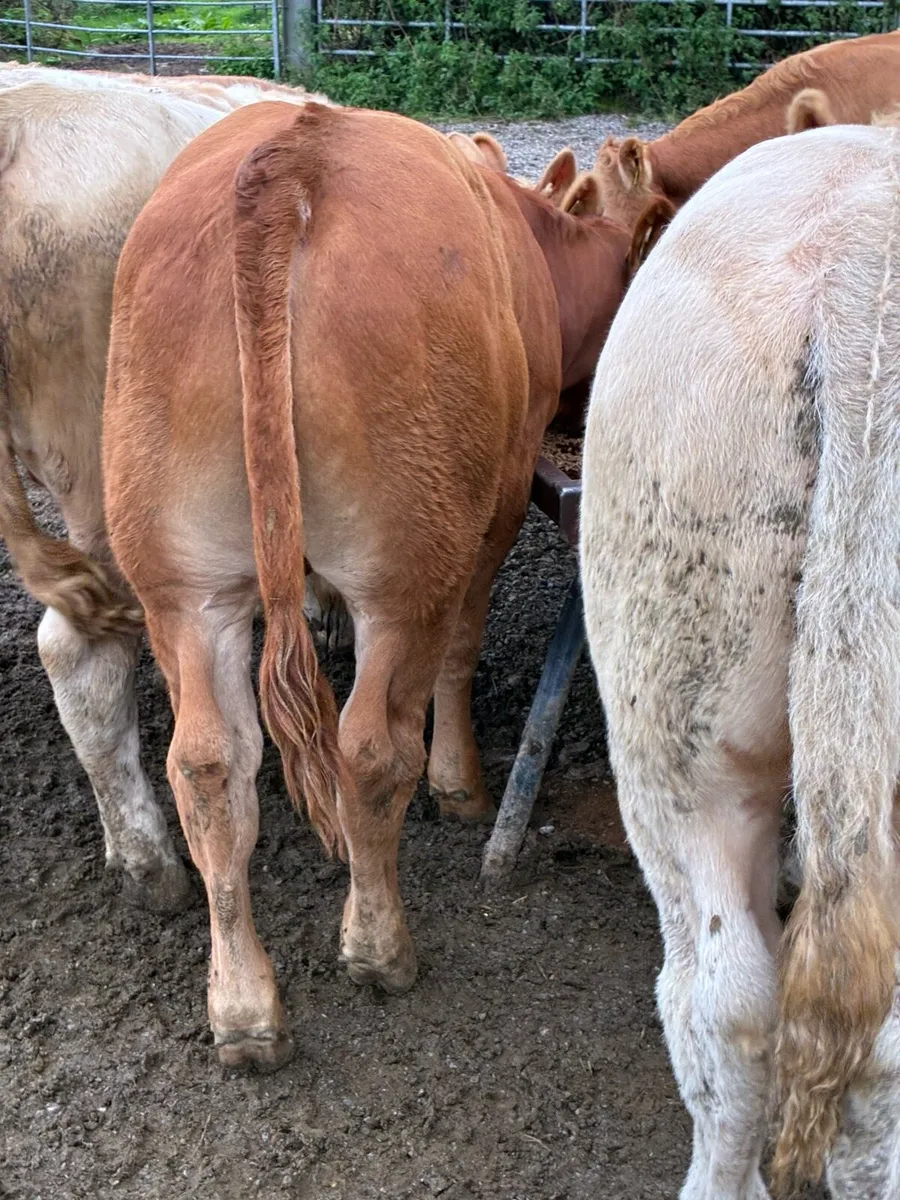 SUPER QUALITY CH/LIM BULL WEANLINGS 300KG - Image 4