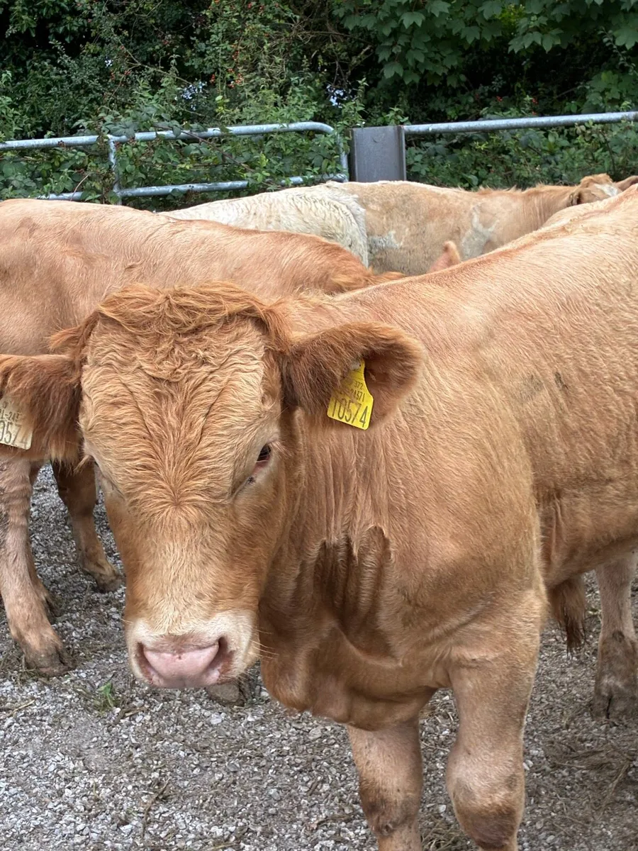 SUPER QUALITY CH/LIM BULL WEANLINGS 300KG - Image 1