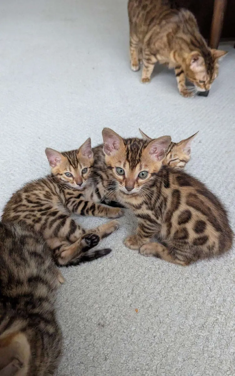 Amazing Purebred Bengal kittens 🥰 - Image 4