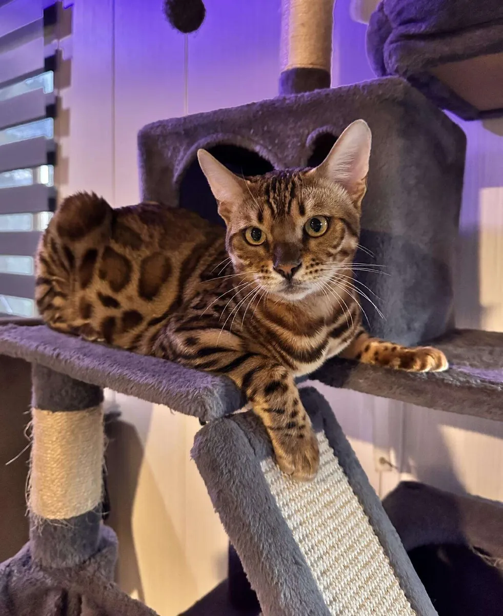 Amazing Purebred Bengal kittens 🥰 - Image 2