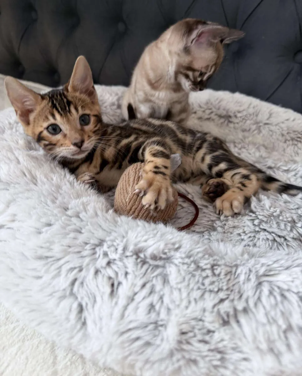 Amazing Purebred Bengal kittens 🥰 - Image 3