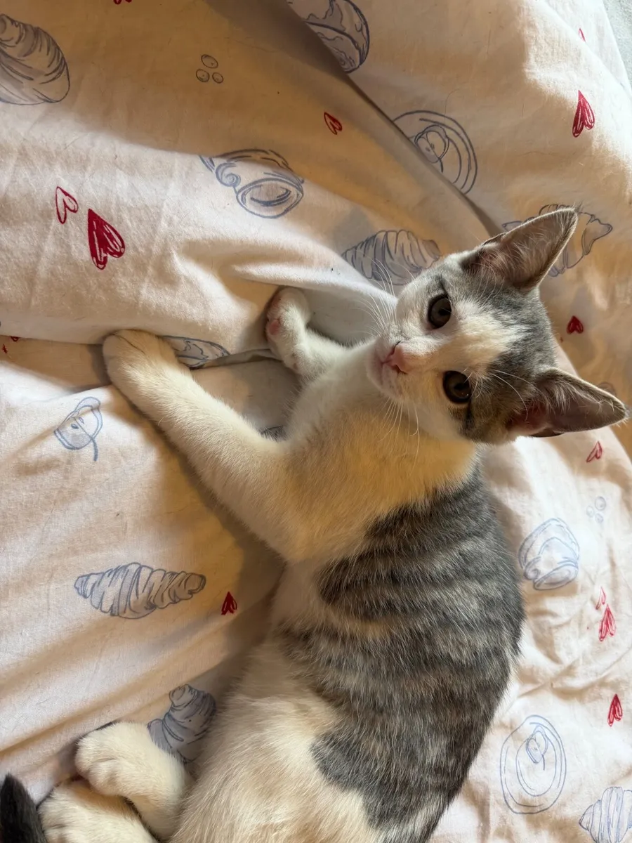 Kitten - Image 4