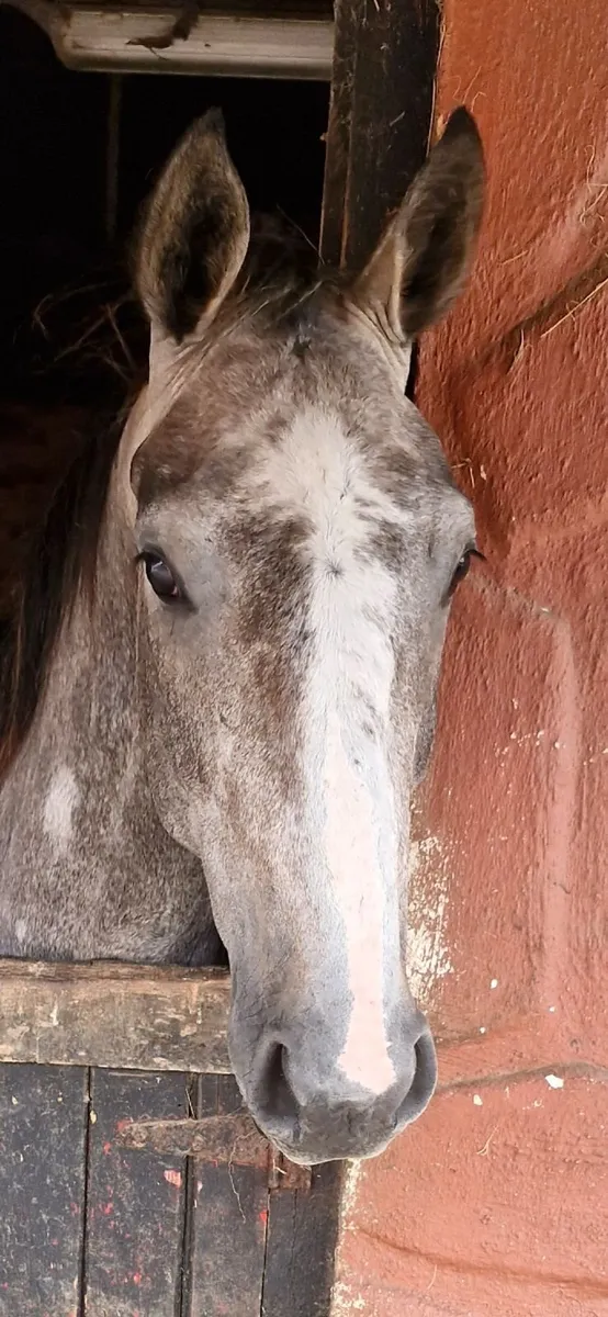 Horses - Image 4